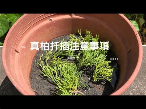 龍鳳柏風水